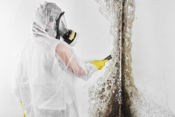 Best Mold Remediation Services  in Rock Port, MO