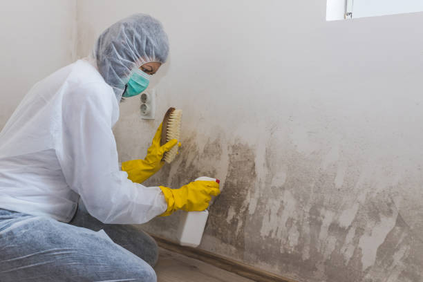 Best Fast Mold Removal  in Rock Port, MO