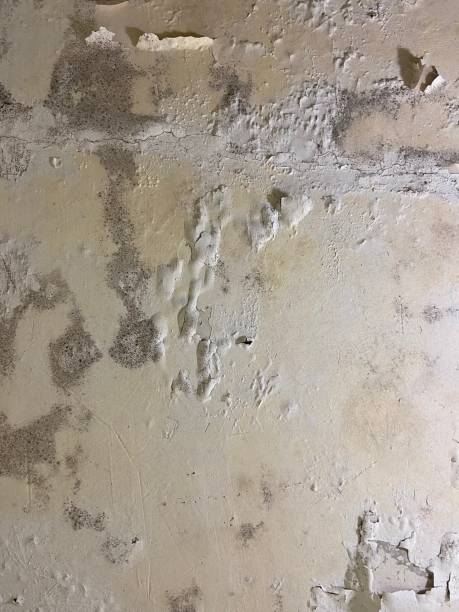 Mold Testing and Removal in Rock Port, MO