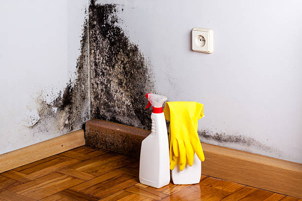 Professional Mold Removal in Rock Port, MO