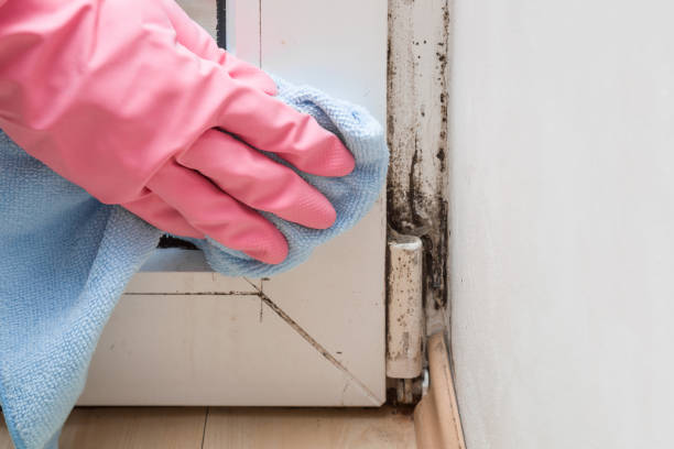 Best Mold Cleaning Services  in Rock Port, MO