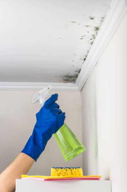 Home Mold Removal in Rock Port, MO